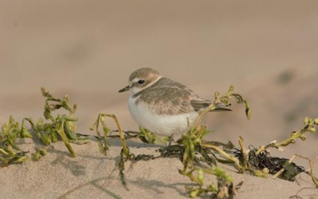 Snowy plover