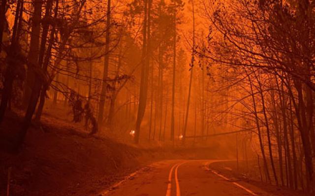 Orange wildfire smoke in trees