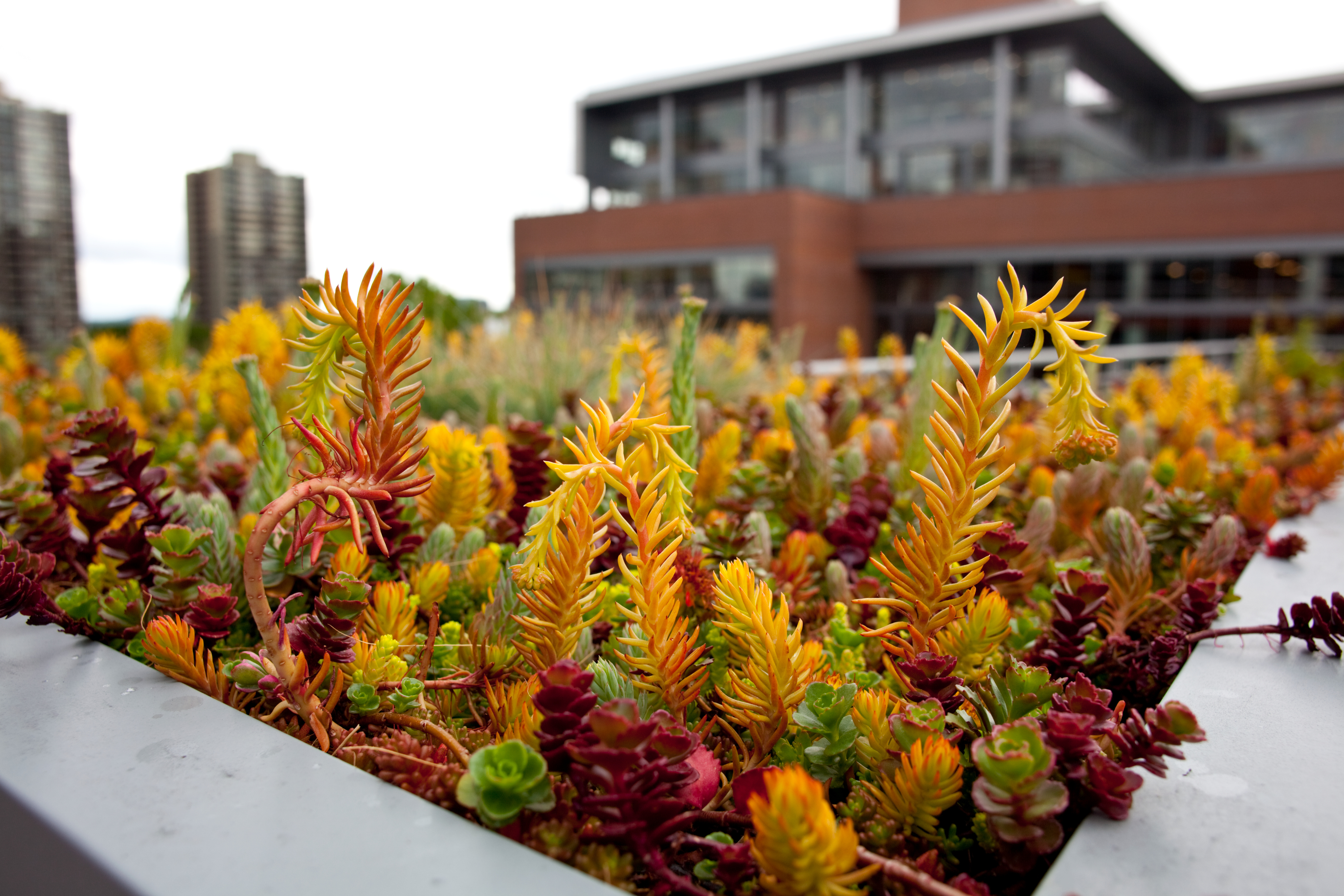 Rooftop succulents