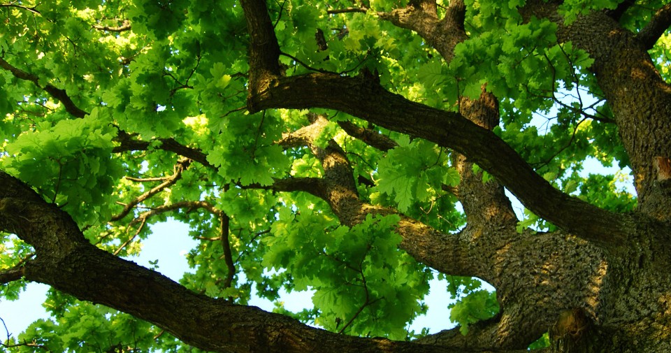 Canopy Tree