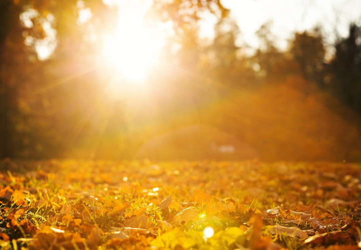 Golden sunlight on leaves