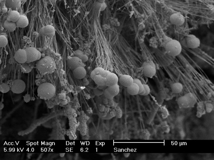 Crystals formed on rock found in a cave in Cottage Grove, Oregon