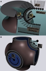 Alveolar air-water interface representation