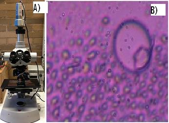 A) The group Optical Microscope. B) Digital image of phase separation in a sealant sample obtained from the Optical Microscope.