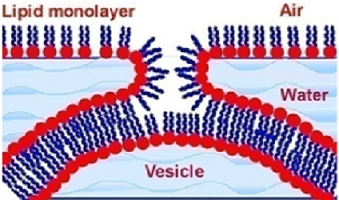 Model of lipid molecules assembling at air-water interface