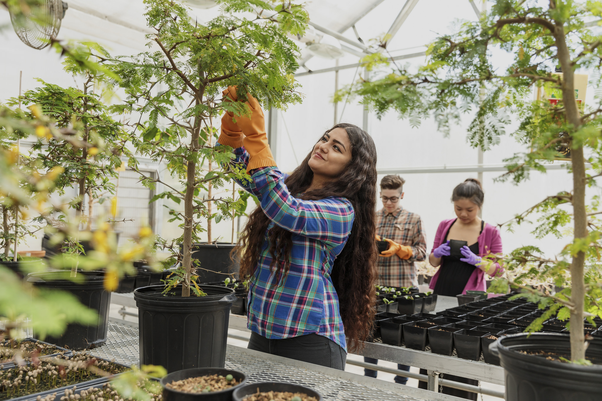 picture of a person trimming a potted tree