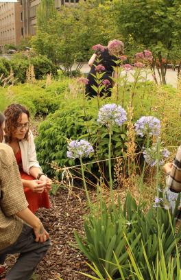 picture of 4 people working in a a garden with three light purple flowers