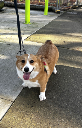 Penny at dog park