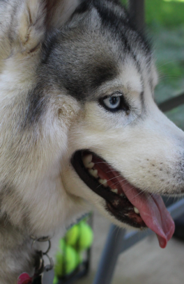 dog at dog park