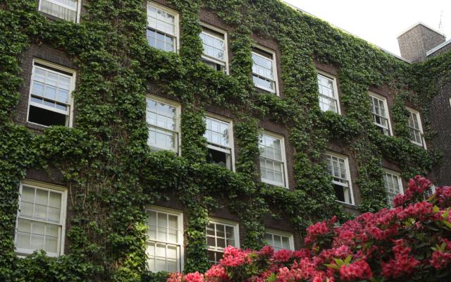 picture of building covered in ivy