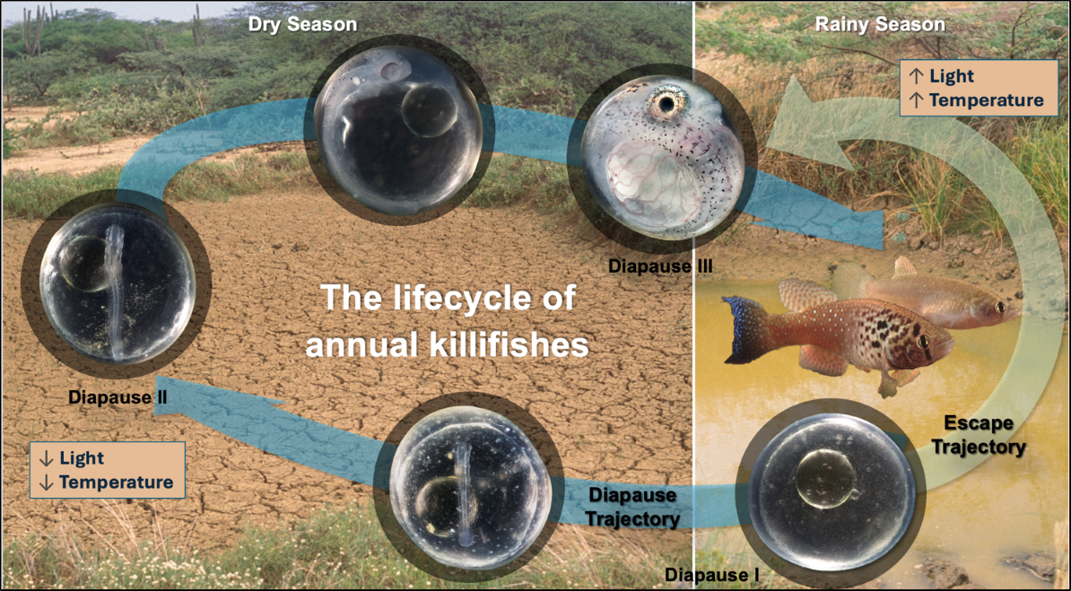Lifecycle diagram