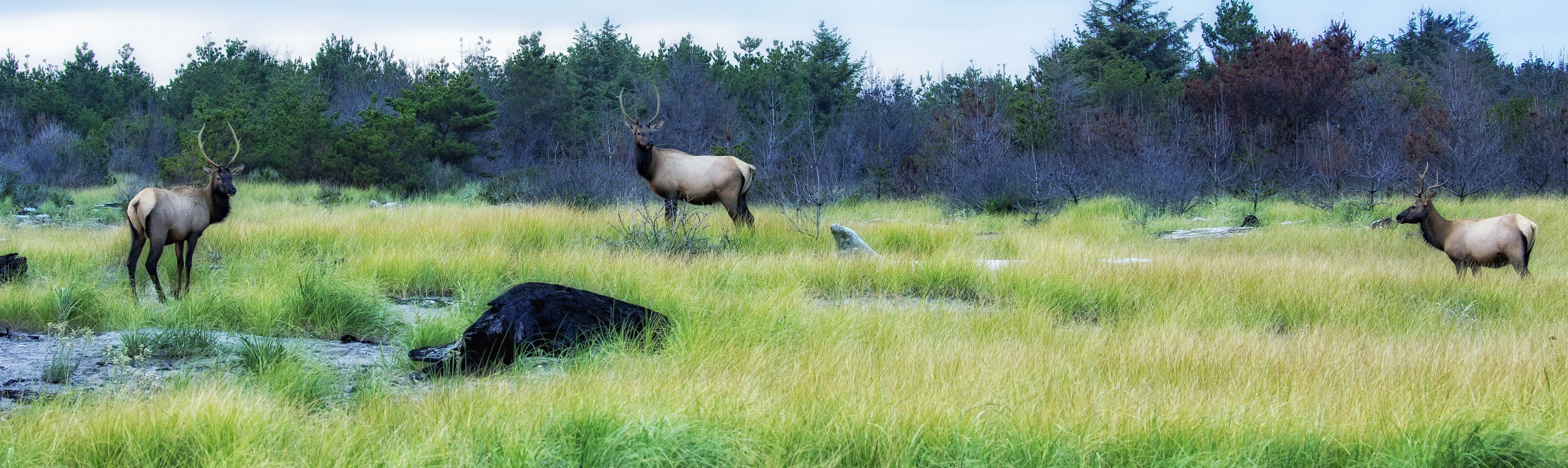 Bull elk in Fort Stevens Park, Oregon