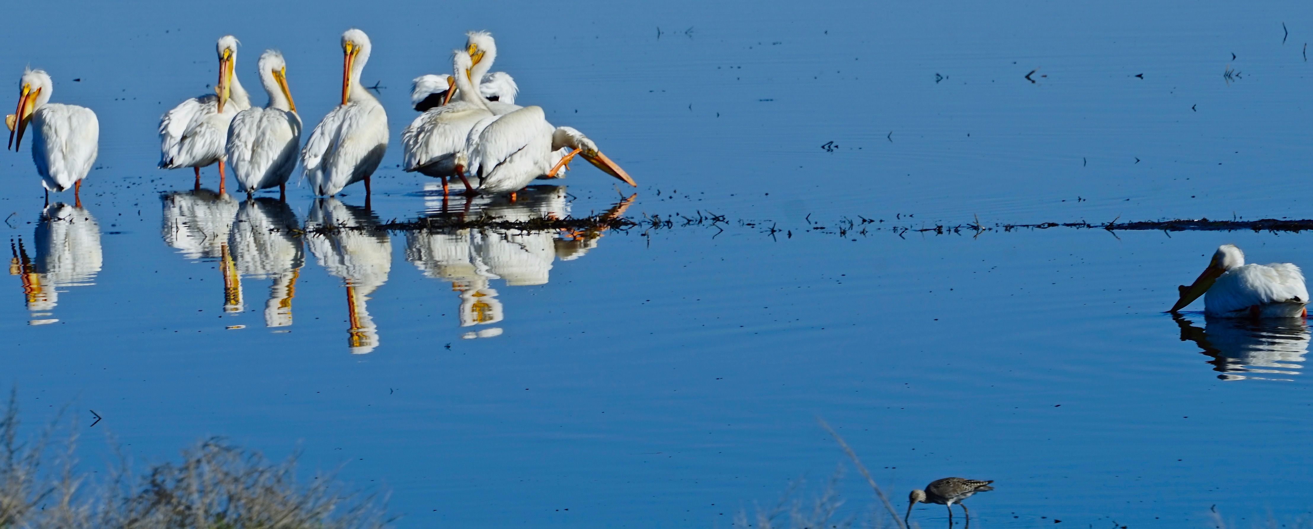 pelicans