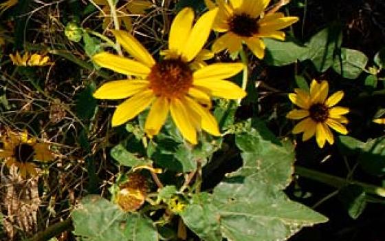 Wildflowers in Baker County Oregon