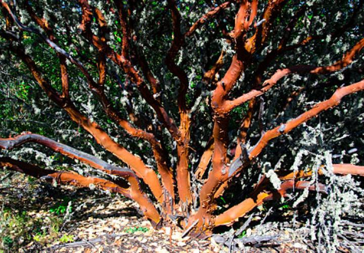 Madrone tree in Oregon