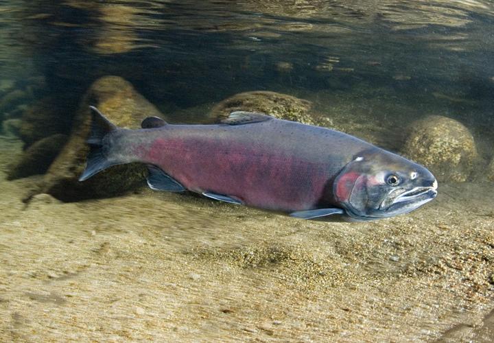 Coho salmon