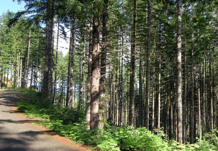 Forest road in Oregon