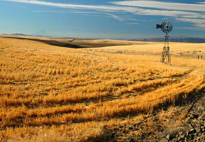 Grain field in Oregon with windmill