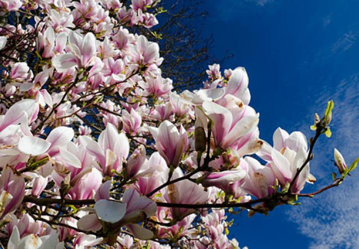 Magnolia blossoms Oregon