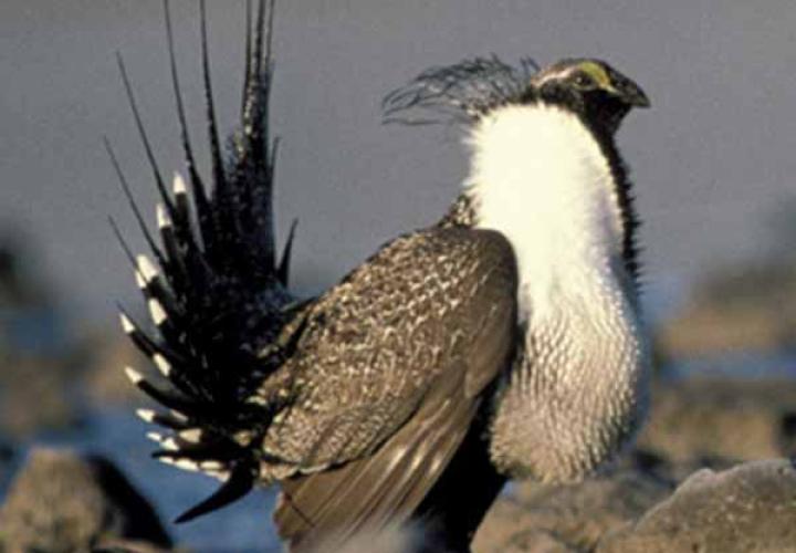 Greater sage-grouse