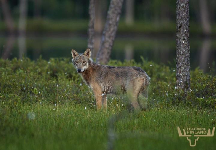 Wolf in Eastern Finland