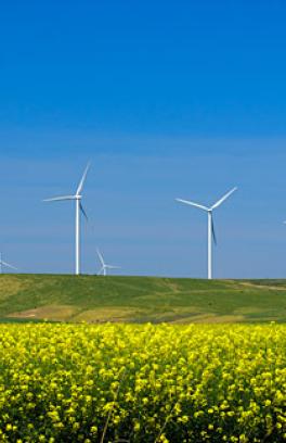 Wind turbines in agricultural field