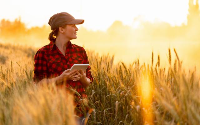 Country woman in wheatfield with tablet in hand