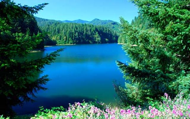 Forest lake