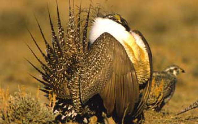 Greater western sage-grouse