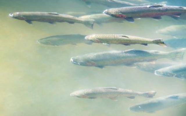 Spawning salmon