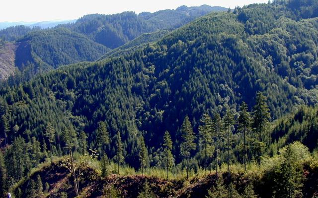 Elliott Forest, Oregon