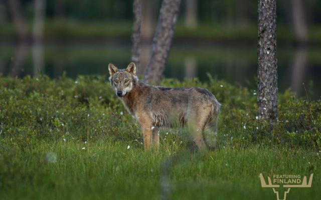 Wolf in Eastern Finland
