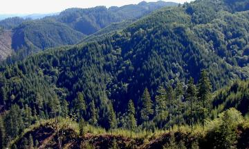 Elliott Forest, Oregon