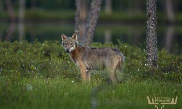 Wolf in Eastern Finland