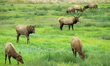 Elk standing in a green grassy field