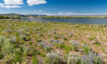 An image of Catlow Valley Road in Harney County. The image is of a colorful flower field in the forefront, with a blue river and deep blue sky in the background.