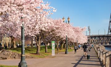 Cherry blossoms blooming along the riverside at Tom McCall Waterfront Park.