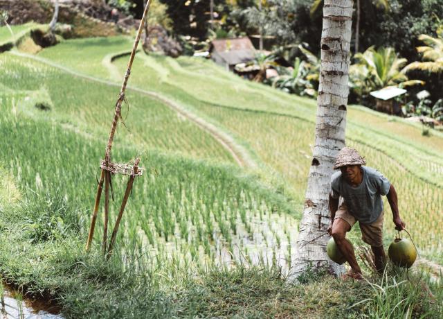 Rice fields in Indonesia
