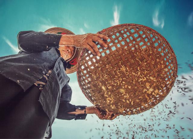 Woman sifting grain