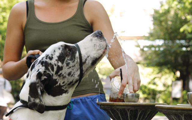 dog drinking out of a benson bubbler
