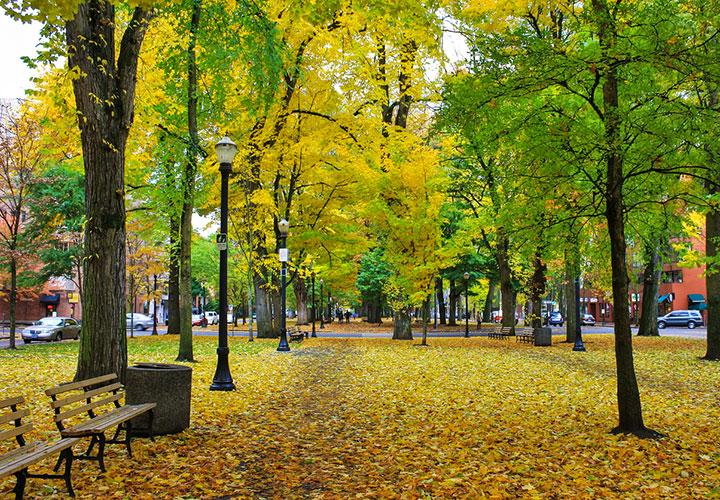 Autumn park with yellow leaves covering the ground