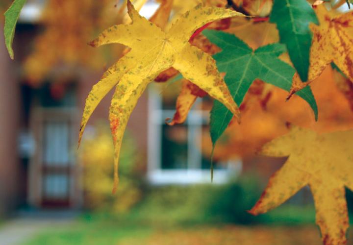 Fall leaves