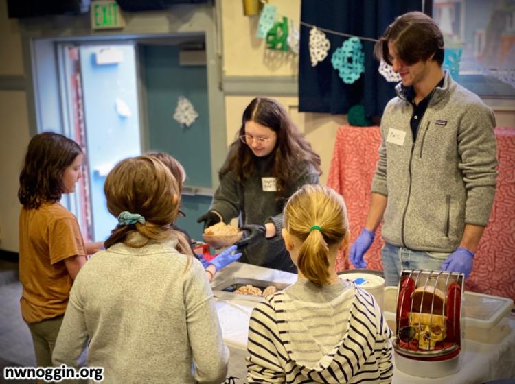 A NW Noggin volunteer shows a brain to young girls