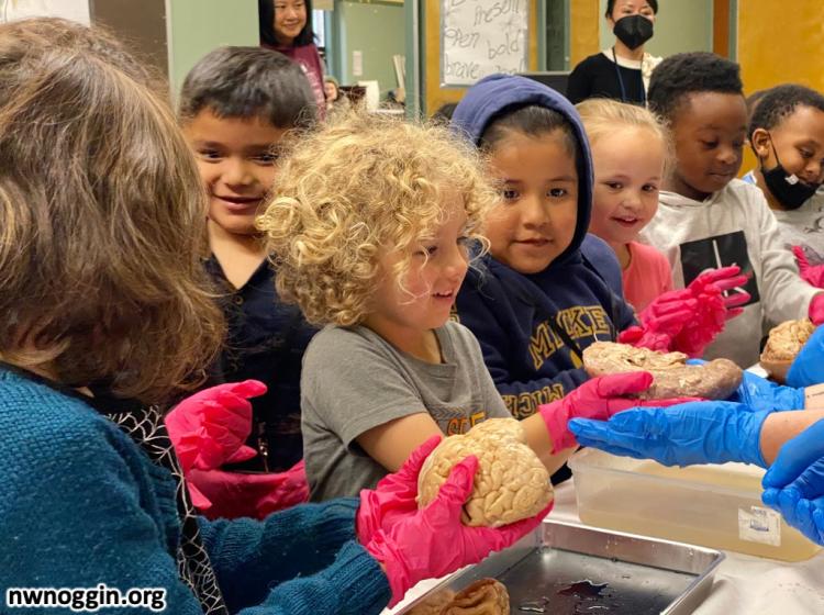 A NW Noggin volunteer helps a young girl hold part of a brain