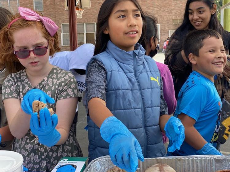 A young girl looks at a piece of a brain; a second young girl chooses a brain from a pan.