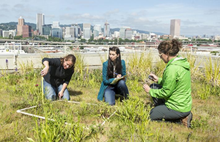 Students engage in eco roof monitoring research project