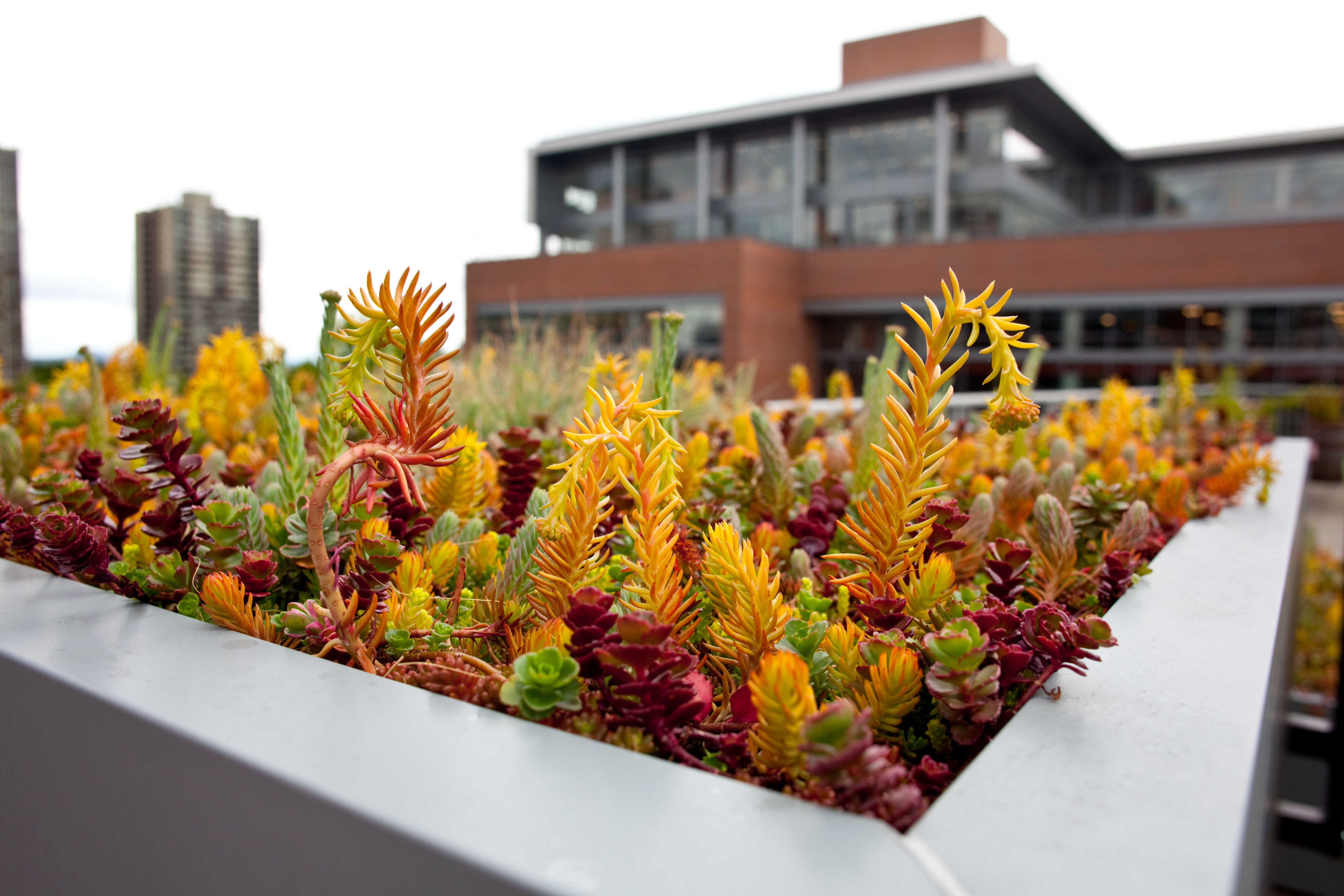 Succulents in Planter on ASRC Rooftop