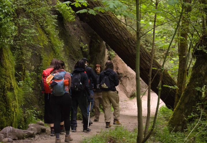 People walking on a trail under a fallen tree trunk.