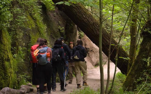 People walking on a trail under a fallen tree trunk.