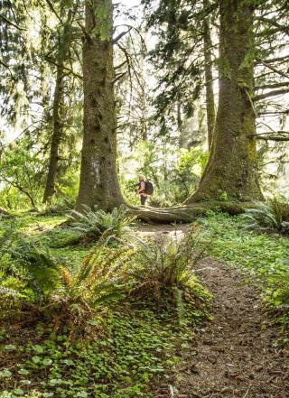 Person walking on trail surrounded by large trees on either side